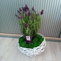 Лаванда в белом кашпо KM944 купить в Москве