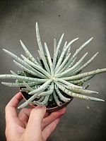 Сенецио Скапосус суккулент KR1364 купить в Москве