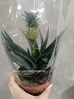 Ананас Корона Ananas Corona DZ9 купить в Москве