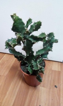 Эуфорбия Тортеллине Вокел 40-50 см кактус