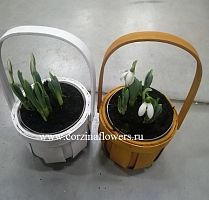 5 подснежников в корзине микс KM308 купить в Москве
