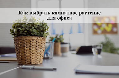 Как выбрать комнатное растение для офиса: гид 2025