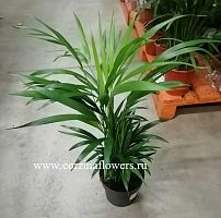 Арека Хризалидокарпус 60-70 см пальма KR296 купить в Москве