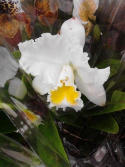 Орхидея каттлея warneri Alvinha белая
