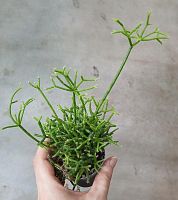 Рипсалис Цереускула  кактус KR3414 купить в Москве