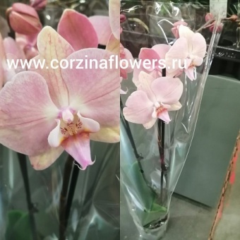 Орхидея Фаленопсис Ром О164 купить в Москве