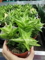 Алоэ Скуарроса суккулент KR171 купить в Москве