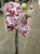 Фаленопсис гибрид орхидея 1 цв
