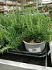 Розмарин в горшке Розмарин в горшке