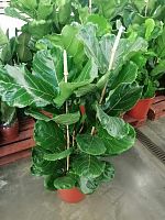 Фикус Лирата 3 ств 130-140 см KR2833 купить в Москве