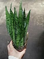 Сансевиерия Зелайника 20-30см KR2569 купить в Москве