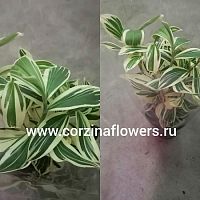 Костус Арабика Вариегата KR836 купить в Москве