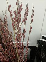 Саликс (Ива) ред пэшн ветки ветки SR378 купить в Москве
