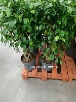 Фикус бенжамина Экзотика цилиндр 90-110см KR1694 купить в Москве