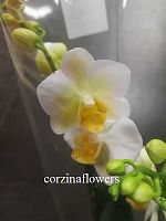 Фаленопсис Бургунди орхидея О330 купить в Москве