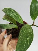 Рафидофора Эллиптика Минт KR4093 купить в Москве