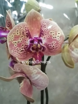 Орхидея Фаленопсис Phalaenopsis Wild Peach, Вайлд Пич, Дикий Персик