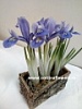 Ирисы луковичные в подарок Ирисы луковичные в подарок