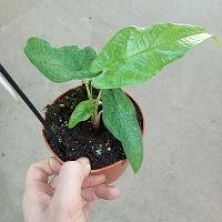 Алоказия Сулавеси Грин Карпет KR3674 купить в Москве