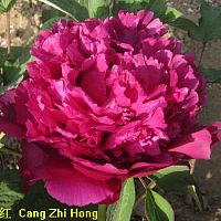 Пион древовидный Тайная Страсть саженцы OG1328 купить в Москве