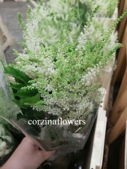 Астильба Вашингтония букет 10 50 см https://corzinaflowers.ru/catalog/bukety_iz_tsvetov_fruktov_ovoshchey_i_dr/srezannye_tsvety/astilba_srezka/5356/