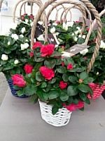 Азалия в корзине микс KM19 купить в Москве