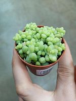 Седум Буррито суккулент KR11 купить в Москве