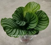 Калатея Орбифолия 30-40 см KR97 купить в Москве