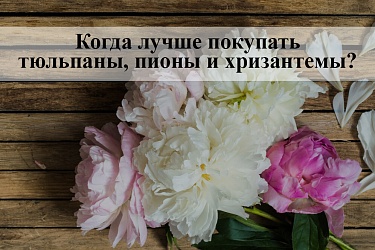 Сезонные цветы - когда лучше покупать тюльпаны, пионы и хризантемы?