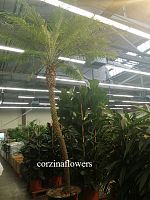 Финик Робелини 300-350 см пальма KR1477 купить в Москве