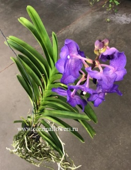 Орхидея Ванда фиолетовая Виолет блу подвесная