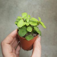 Крассула Перфоса суккулент KR3441 купить в Москве