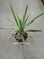 Юкка Глориоза пестролистная Вариегатная пальма KR1533 купить в Москве