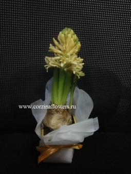 Желтый гиацинт подарочный луковицы  7