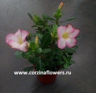 Адениум Обессум Пинк https://corzinaflowers.ru/catalog/komnatnye_rasteniya_i_tsvety/kaktusy_ekheverii_i_dr_sukkulenty/adenium_v_gorshke/2934/