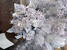 Скиммия белая крашенная ветки срезка SR843 купить в Москве