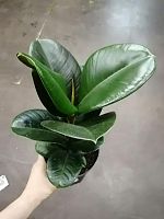 Фикус эластика Клое 25-30 см KR2534 купить в Москве