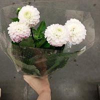 Георгина Визард срезка SR965 купить в Москве