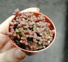 Седум Сталя суккулент KR578 купить в Москве
