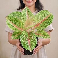 Аглаонема Гранд блоссом KR3832 купить в Москве