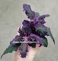 Гинура Синяя Птица (Блу Берд) KR147 купить в Москве