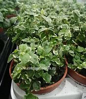 Фикус пумила Вайт (Уайт) Санни KR555 купить в Москве