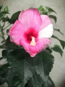 Гибискус розово-белый 40-50см