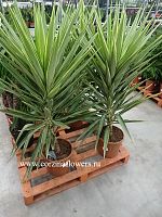Юкка Элефантис Джевел 120-130см KR1116 купить в Москве