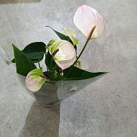 Антуриум Андреанум Карма Липа DZ894 купить в Москве