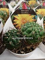 Матукана Золотистоцветковая кактус KR2199 купить в Москве