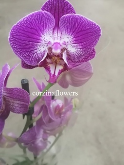 Фаленопсис гибрид 256 орхидея О256 купить в Москве