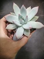 Эхеверия Колората айс суккулент KR2600 купить в Москве