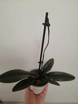 Пафиопедилум Блек джек мутант орхидея отцвел