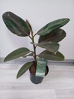 Фикус Эластика Пинк Комуфляж KR3785 купить в Москве